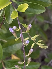 Duranta erecta