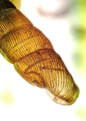 Alinda biplicata