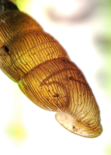 Two lipped door snail