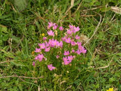 Centaurium portense