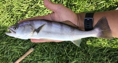 Atractoscion nobilis