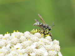 Stenodynerus blandus