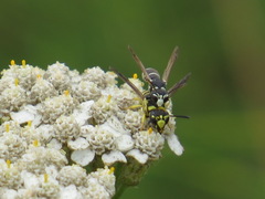 Stenodynerus blandus