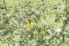 Abelmoschus esculentus