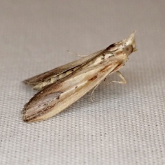 Ancylostomia stercorea