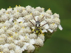 Stenodynerus blandus