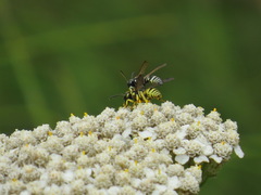 Stenodynerus blandus