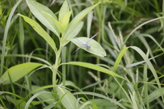 Chalcostephia flavifrons