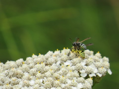 Stenodynerus blandus