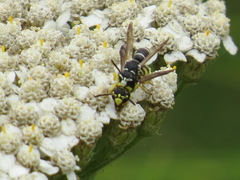 Stenodynerus blandus