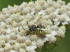 Stenodynerus blandus