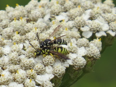 Stenodynerus blandus