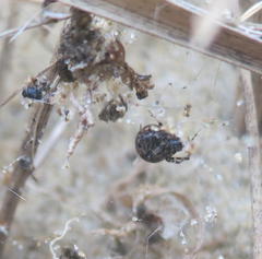 Cryptachaea blattea