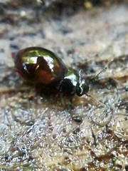 Proteininae