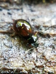 Proteininae