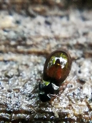Proteininae