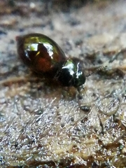 Proteininae