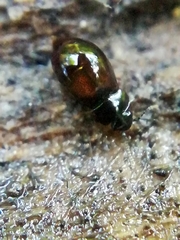 Proteininae