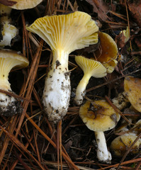 Hygrophorus boyeri