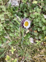 Erigeron uniflorus
