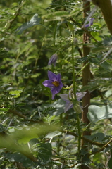 Solanum trilobatum