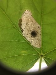 Phyllonorycter lucidicostella