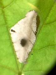 Phyllonorycter lucidicostella