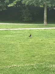 Haematopus ostralegus