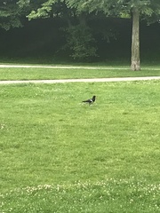Haematopus ostralegus
