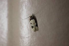 Taygete decemmaculella