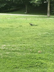 Haematopus ostralegus