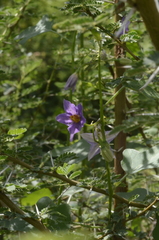 Solanum trilobatum