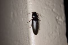 Hemicrepidius nemnonius