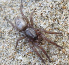 Scotophaeus pretiosus
