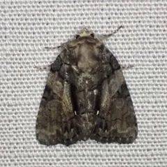 Chytonix palliatricula