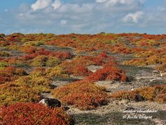 Sesuvium edmonstonei