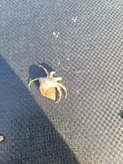 Isocheles wurdemanni