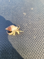 Isocheles wurdemanni