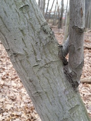 Amelanchier canadensis