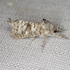 Givira francesca