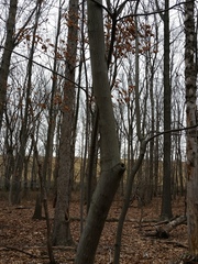 Amelanchier canadensis