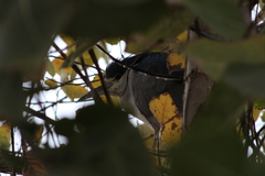 Nycticorax nycticorax