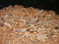 Procornitermes araujoi