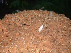 Procornitermes araujoi