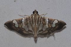 Chabula acamasalis
