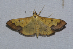 Meroctena tullalis