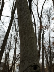 Amelanchier canadensis
