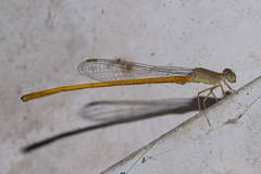 Ceriagrion rubiae