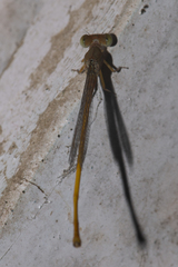 Ceriagrion rubiae