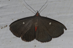Calesia dasypterus